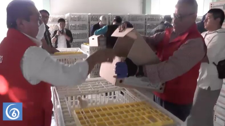 Entregan pollos de postura en Chicoloapan