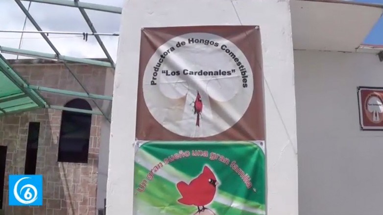 Familia del pueblo de La Magdalena Atlicpac se dedica a la producción de hongos seta 