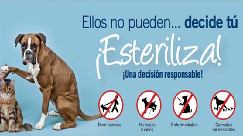 Se llevará a cabo campaña masiva de esterilización en Valle de Chalco