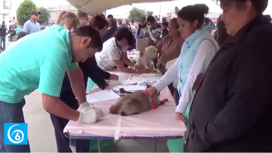 Se anuncian próximas campañas de esterilización animal en Ixtapaluca