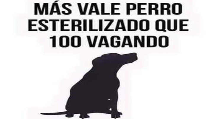Próxima campaña de esterilización animal en Ixtapaluca