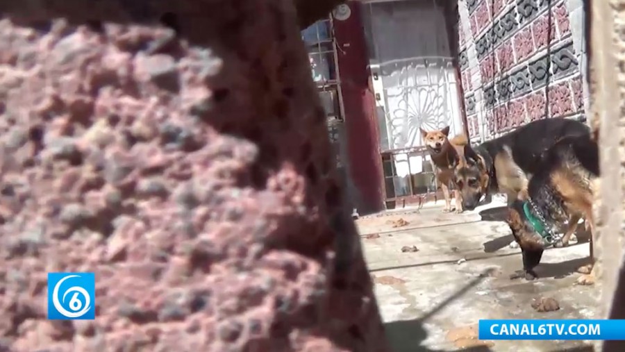 Maltrato animal en la U.H. Los Héroes en Ixtapaluca