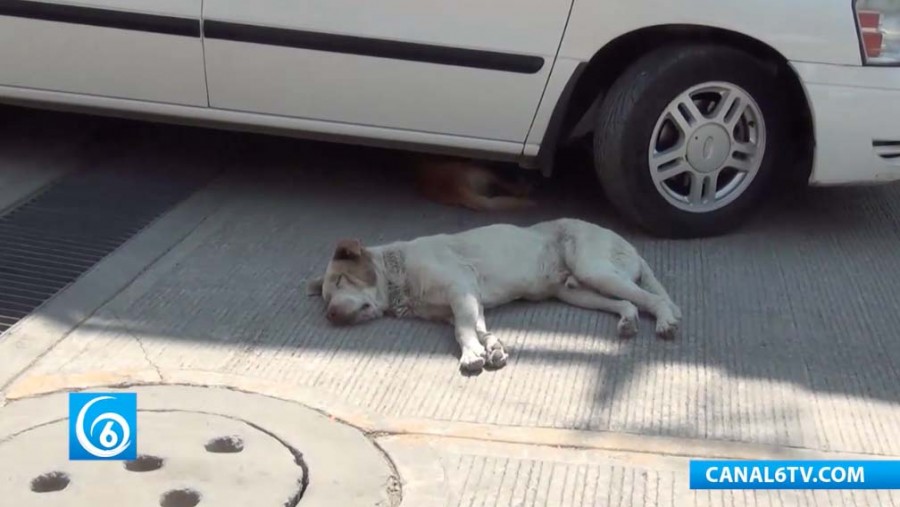 Problemas de perros callejeros en la zona alta de San Isidro en Los Reyes La Paz