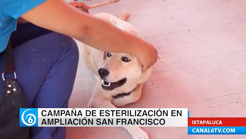 Campaña de esterilización animal en Ampliación San Francisco