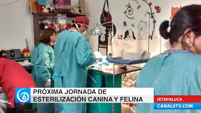 Control canino anuncia próxima jornada de esterilización canina en el Tejolote