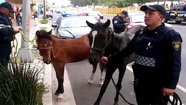 RESCATAN A DOS CABALLOS QUE GALOPABAN SOBRE EDUARDO MOLINA