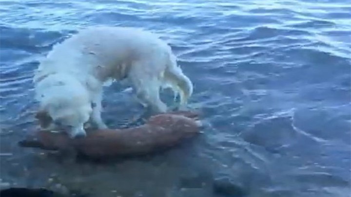 Un perro rescata a un venado que se estaba ahogando