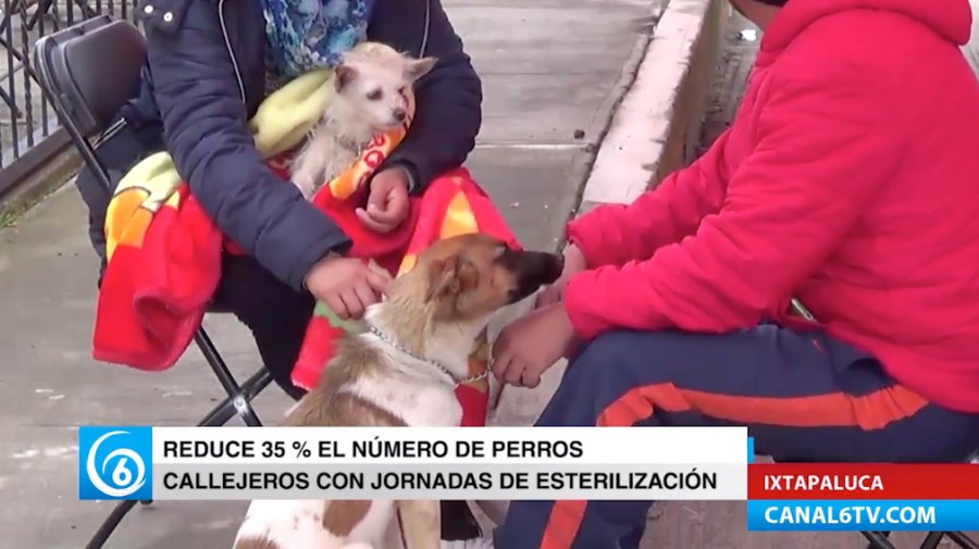 Reduce el porcentaje de perros callejeros con jornadas de esterilización en el municipio de Ixtapaluca