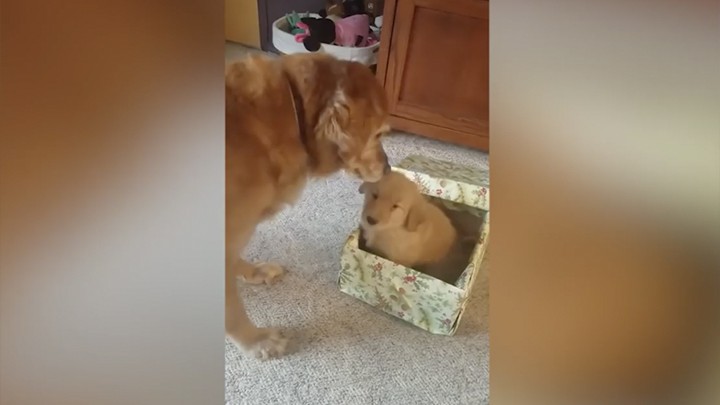 UN LABRADOR RECIBE COMO REGALO DE NAVIDAD A UN CACHORRITO Y SE DESBORDA