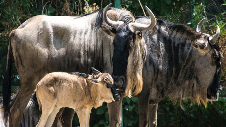 EL PARQUE ECOLÓGICO ZACANGO REGISTRÓ 48 NACIMIENTOS EN 2017