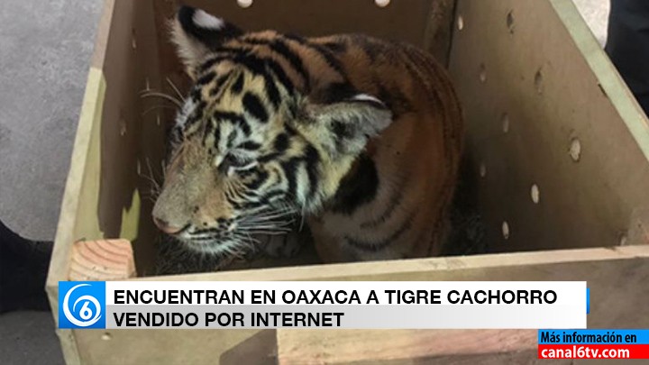 FEDERALES RESCATAN CACHORRITO DE TIGRE EN OAXACA