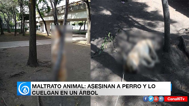 MALTRATO ANIMAL: ASESINAN A PERRO Y LO CUELGAN EN UN ÁRBOL