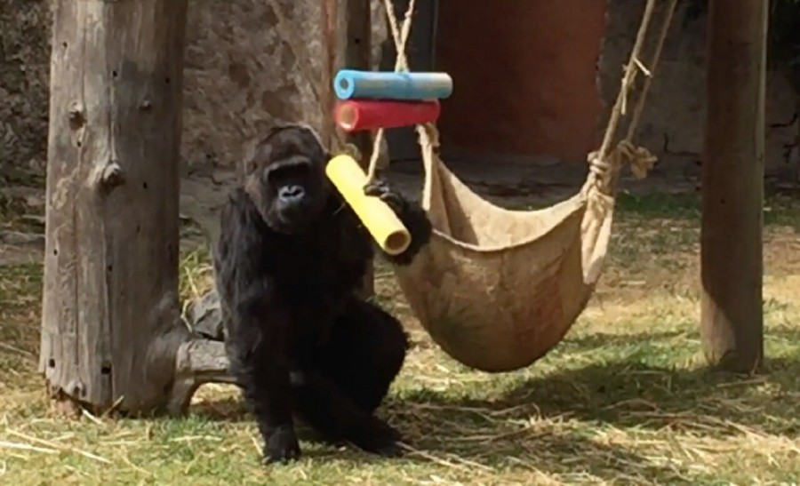 PARQUE ECOLÓGICO DE ZACANGO ABRIGA A SUS HUÉSPEDES
