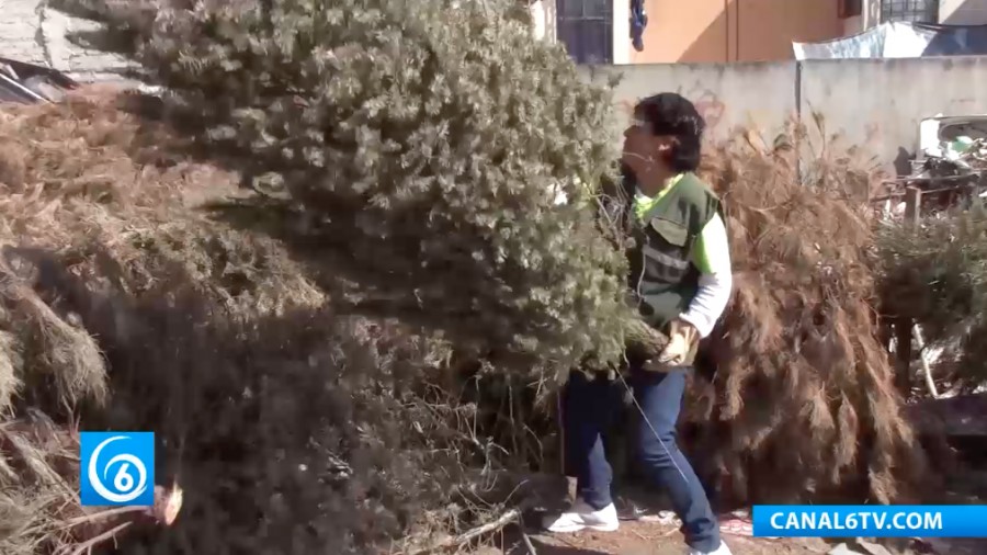 Termina el programa de recolección de árboles de navidad