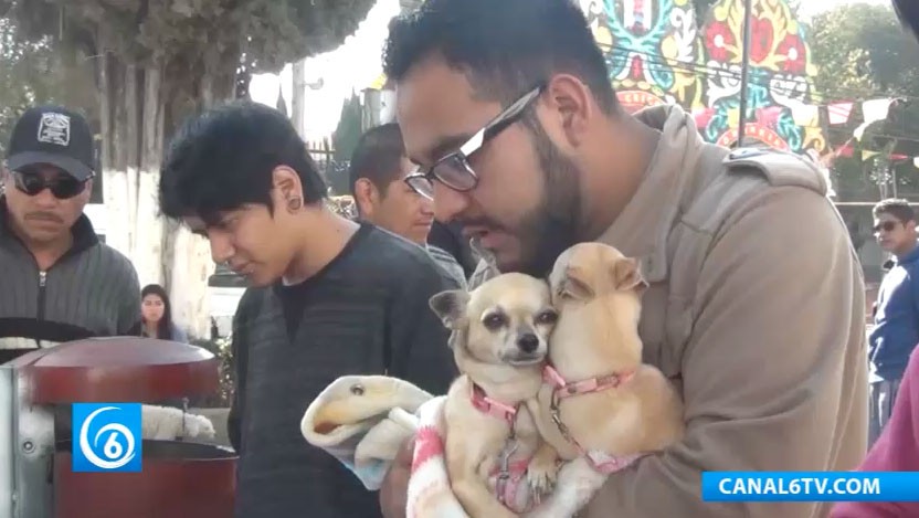 Realizan jornada de esterilización animal gratuita en el municipio de Chicoloapan