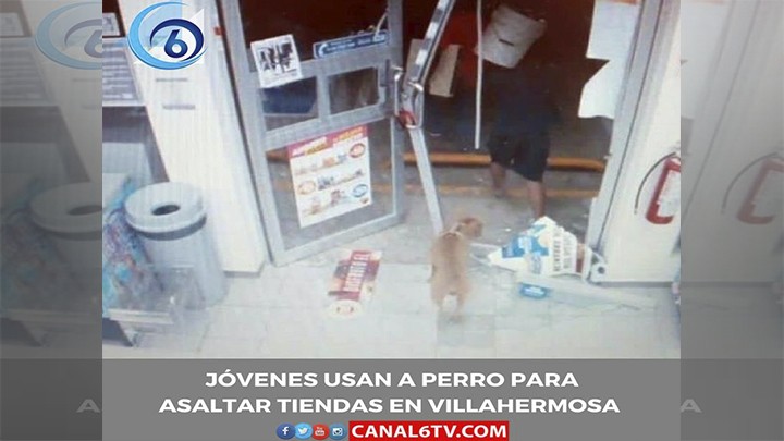 USAN A PERRO PARA ASALTAR TIENDAS EN VILLAHERMOSA