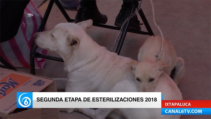 Inició la segunda etapa de esterilizaciones 2018 en Ixtapaluca