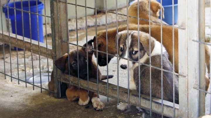 El Reino Unido prohibirá la venta de cachorros y gatitos en tiendas de animales