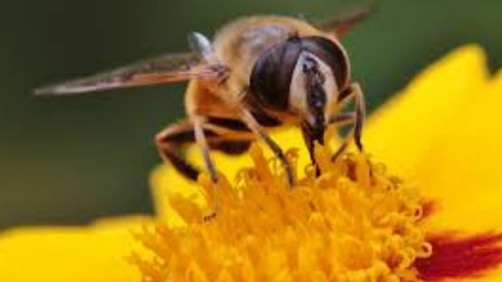 ¿Sabías que las abejas pueden hacer matemáticas básicas?