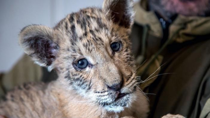 Este es el cachorro de la cruza entre un león y una tigresa