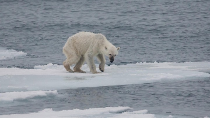 Pronostican que el primer verano sin hielo en el Ártico sea en el 2030