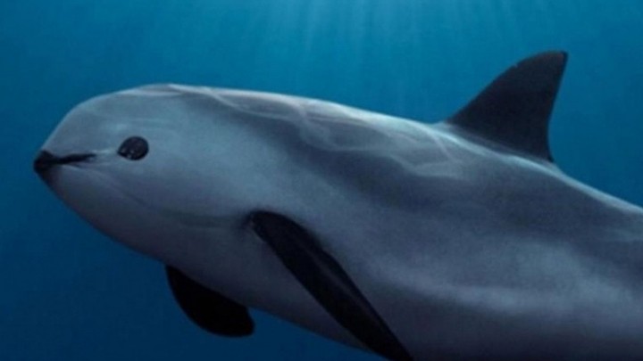 La Vaquita marina podría extinguirse para junio próximo