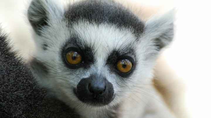 Nace en Zoológico Francés un Lémur, especie en peligro de extinción