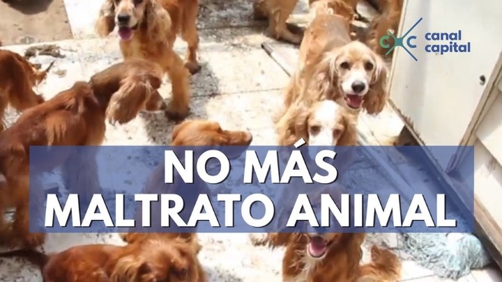 El Congreso de la Ciudad de México exhorta a las alcaldías para combatir el maltrato hacia los animales