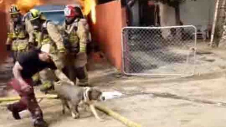 Hombre arriesga su vida para salvar a perrita de incendio en California