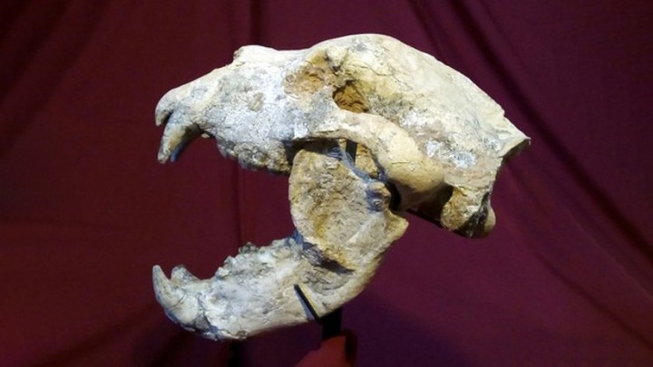 Descubren en Argentina los restos de un oso gigante de 700.000 años, el mayor carnívoro de Sudamérica