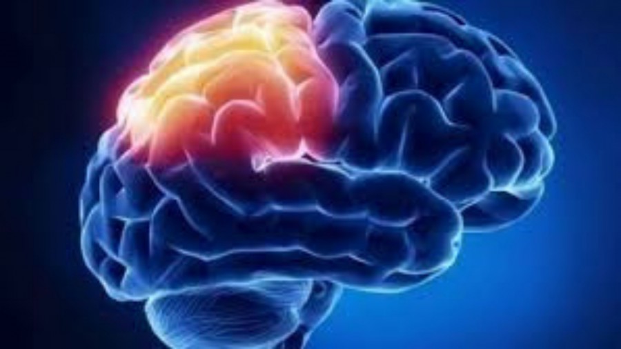 En España científicos descubren que el cerebro genera neuronas hasta los 90 años