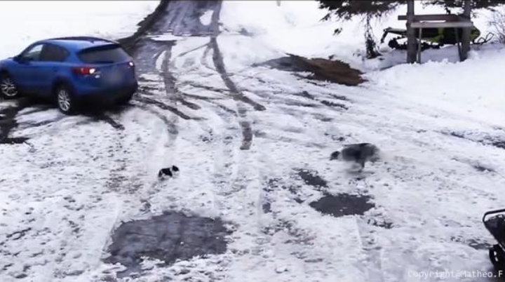 VIDEO: Perro heroico arriesga su vida para salvar a un cachorro de ser atropellado