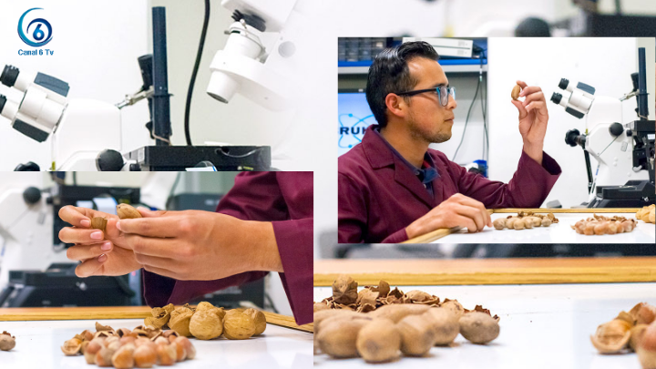IPN crea bioplástico a partir de cáscaras de nuez