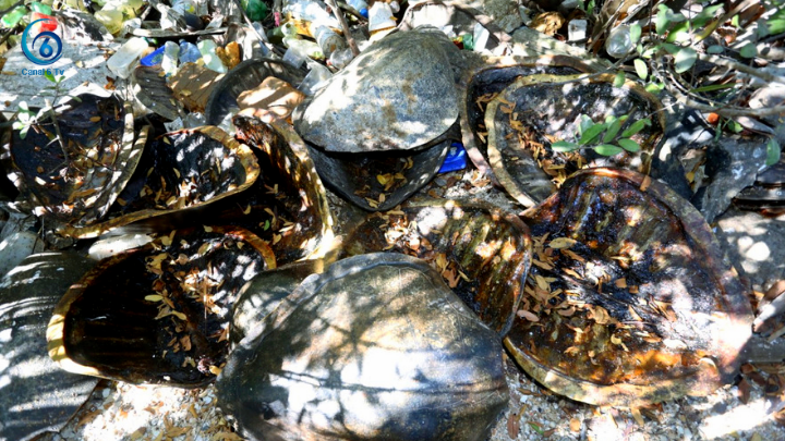 Hallan un tiradero clandestino con 40 caparazones de tortuga golfina