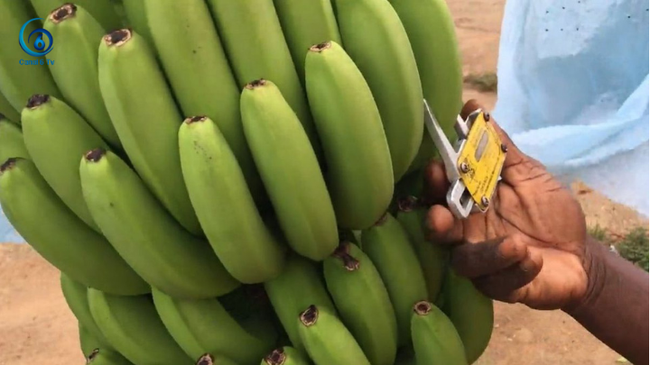 Platación de plátano están en riesgo por el cambio climático