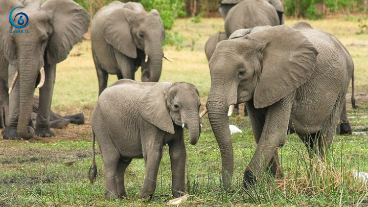 Una elefanta enfurecida mata a un aldeano que fotografiaba con su celular a su cría muerta