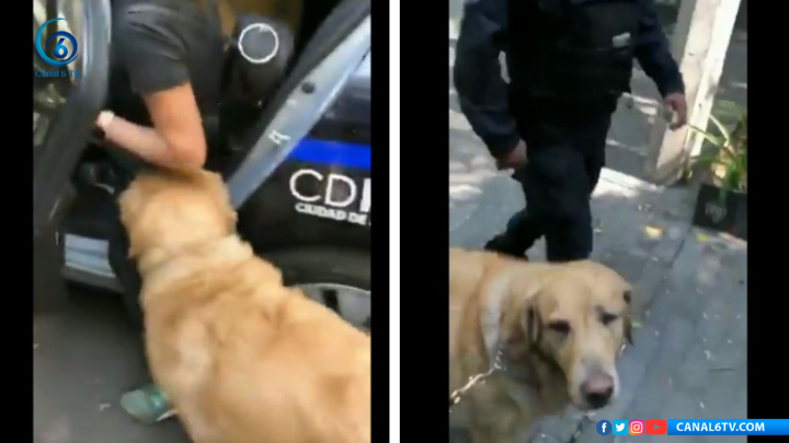 Policías de la CDMX detienen" a dos perritos por meterse a jugar a una fuente"