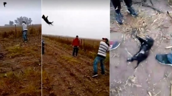 Jugaban béisbol pero un perrito era la pelota