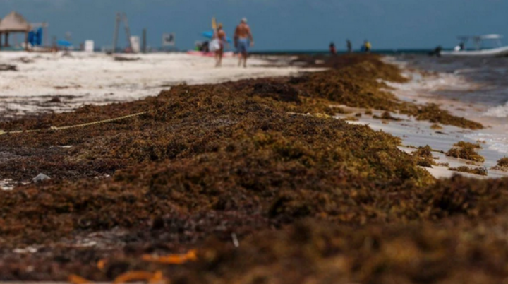 El Sargazo, sí es un problema nacional