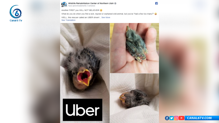 Borracho rescata a pajarito y lo manda al veterinario en Uber