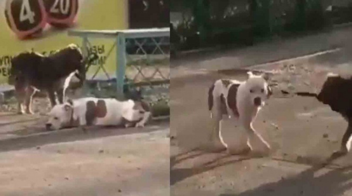 Perro callejero libera a un pitbull y se lo lleva de paseo