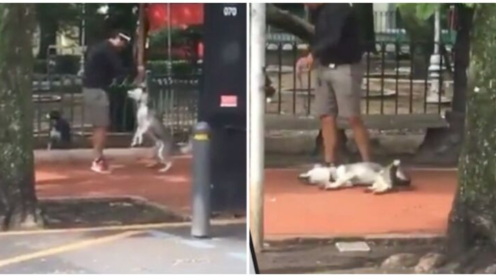 Graban a entrenador de perros maltratando a un husky