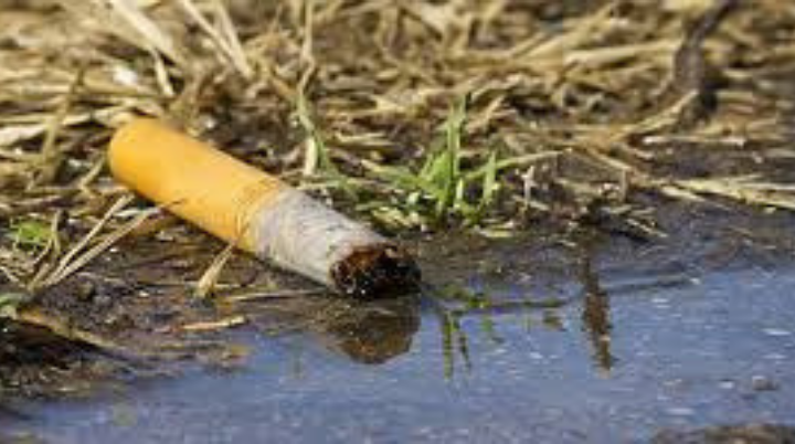 Colillas de cigarro son más contaminantes que los popotes