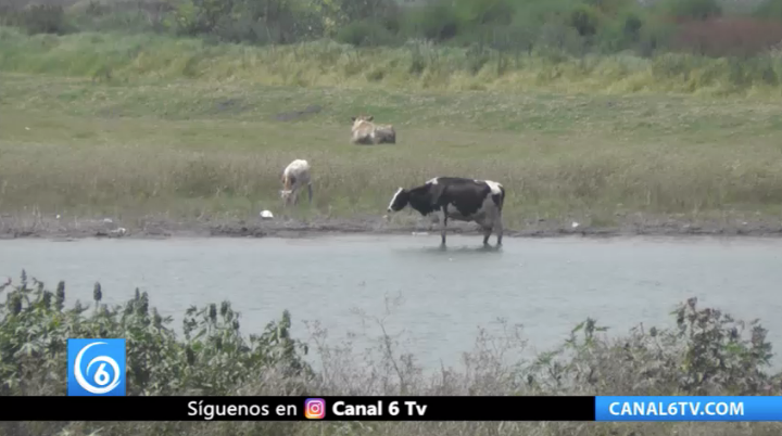 Comenzarán a limpiar la laguna contaminada del municipio de Valle de Chalco