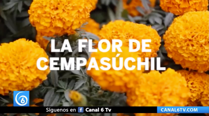 Las tradicionales flores de cempasúchil