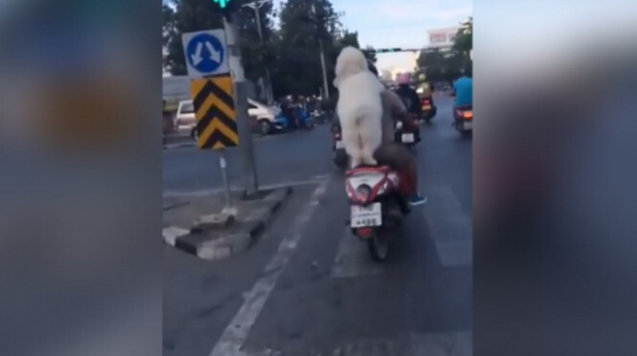 Perrito motociclista