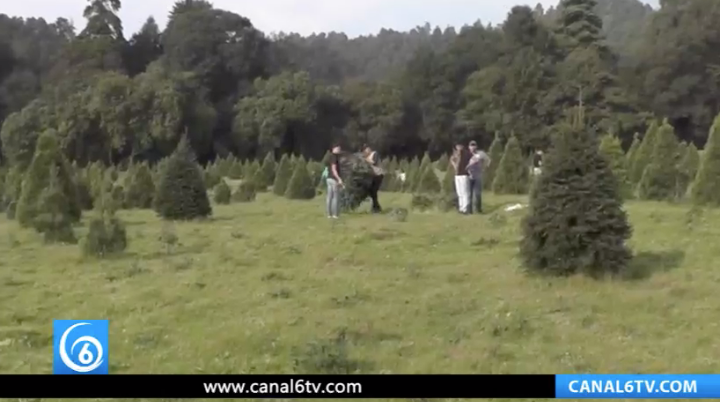 Venta de Árbol de Navidad en ejido Emiliano Zapata, Amecameca, Estado de México