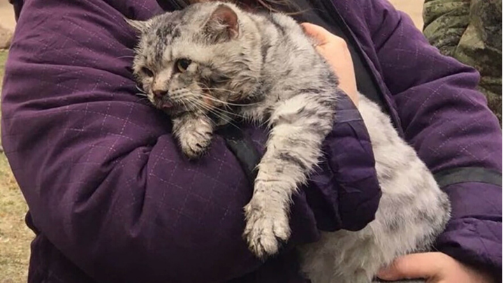 Bomberos rusos resucitan a un gato rescatado de una casa incendiada