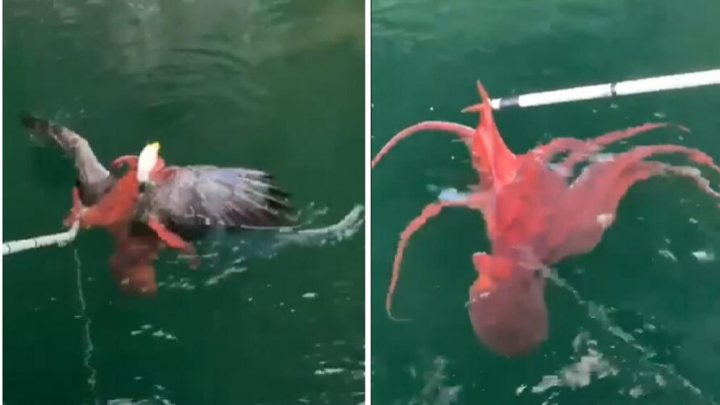 Un águila intenta cazar un pulpo, pero acaba en un aprieto
