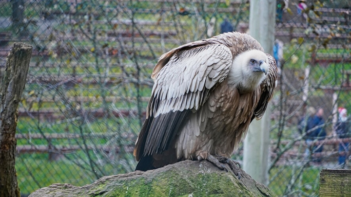 Un buitre finge estar muerto para evitar ser devorado por un tigre